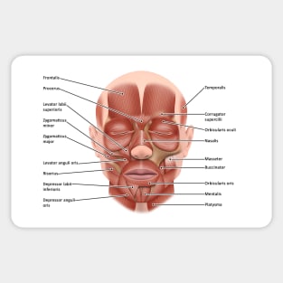 Face muscle anatomy, illustration (C046/1440) Sticker